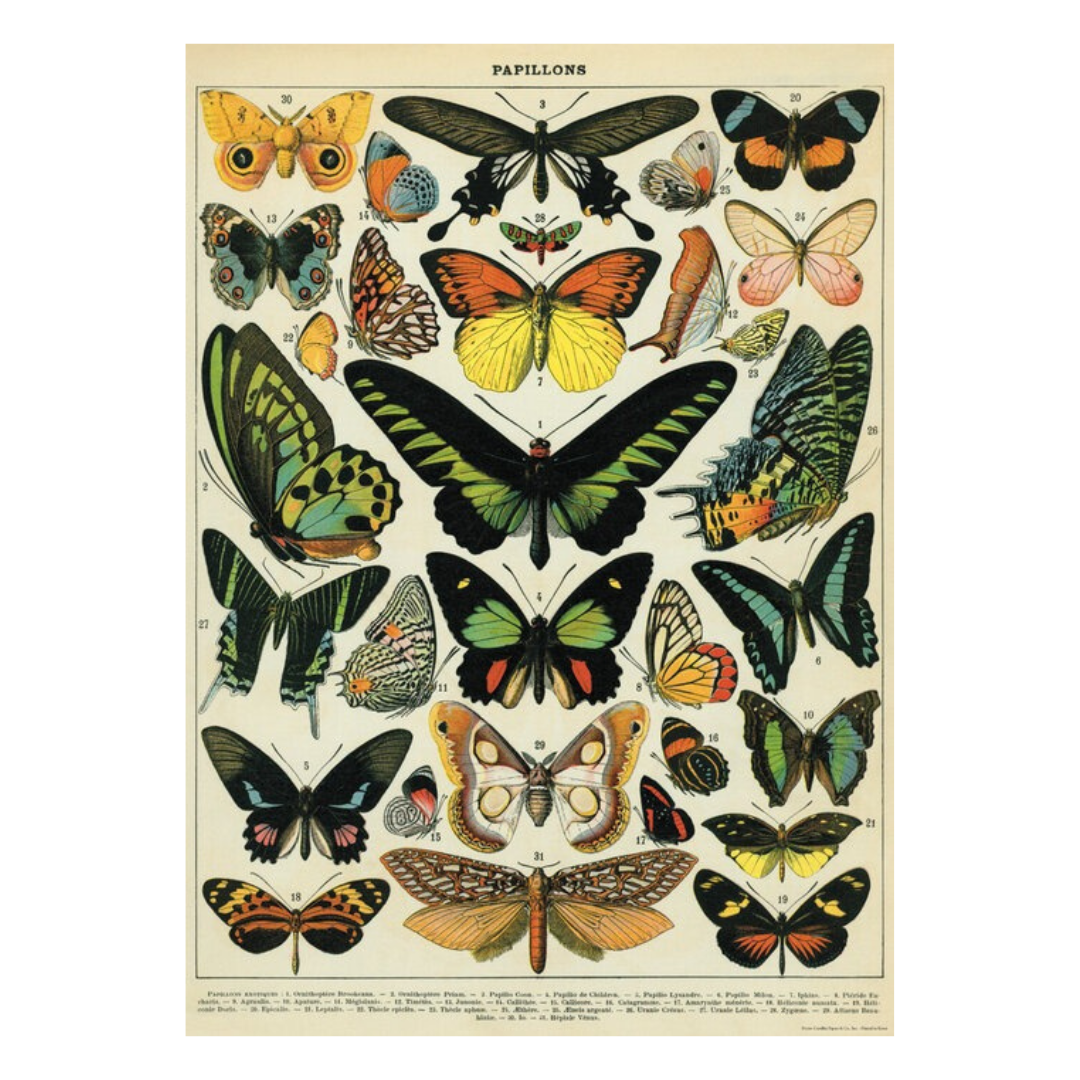 Butterflies Poster