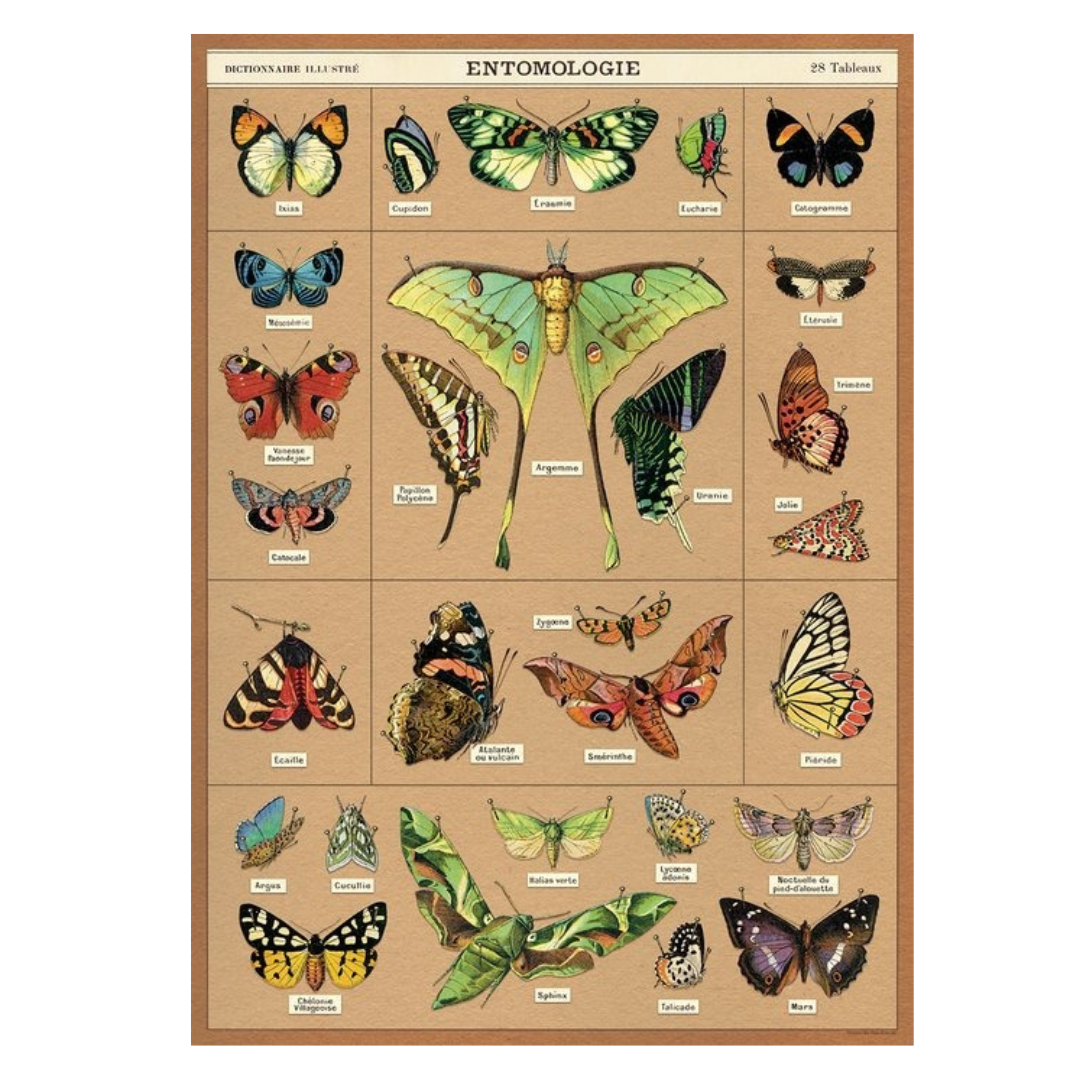 Entomology Poster