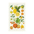 Citrus Vintage Tea Towels