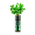 Thyme - Hydro-Herb Kit